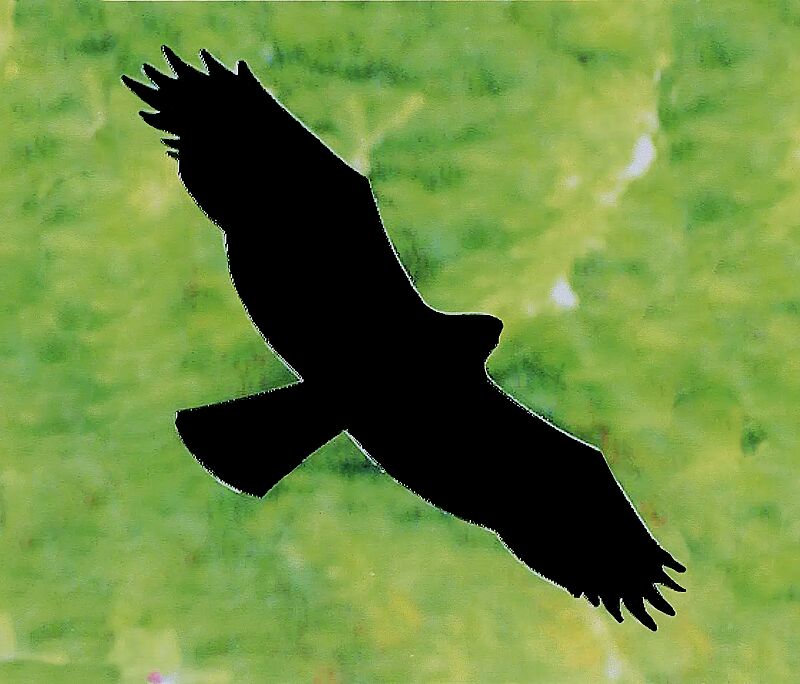 Raubvogelaufkleber "Bussard"