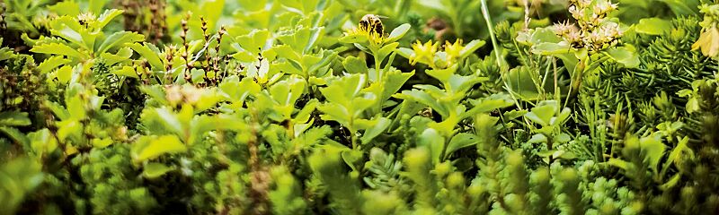 dachbegruenungssystem-mobiroof-eco__shoKAT0070119 Dachbegrünungssystem MOBIROOF ECO