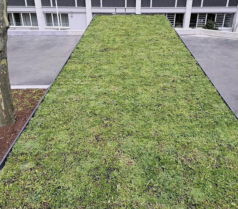 Detail: Dachbegrünungssystem MOBIROOF ECO
