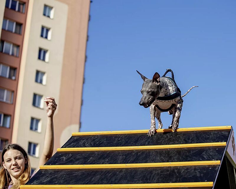 Hundekletterwand KIELO, Laufflächen in daliengelb ähnlich RAL 1033 und RAL 9005 tiefschwarz