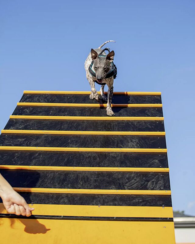 Hundekletterwand KIELO, Laufflächen in daliengelb ähnlich RAL 1033 und RAL 9005 tiefschwarz