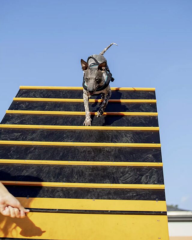 Hundekletterwand KIELO, Laufflächen in daliengelb ähnlich RAL 1033 und RAL 9005 tiefschwarz