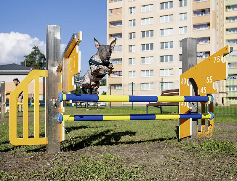 Hundesprunghürde ASTA, Kunststoffelemente ähnlich RAL 1033 daliengelb und RAL 9003 signalweiß