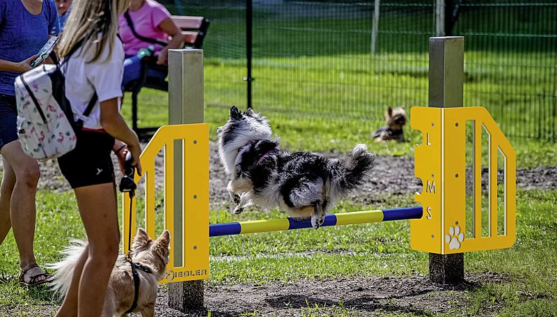 hundesprunghuerde-onni__shoKAT0072571 Hundesprunghürde ONNI, Kunststoffelemente ähnlich RAL 1023 verkehrsgelb und RAL 9003 signalweiß