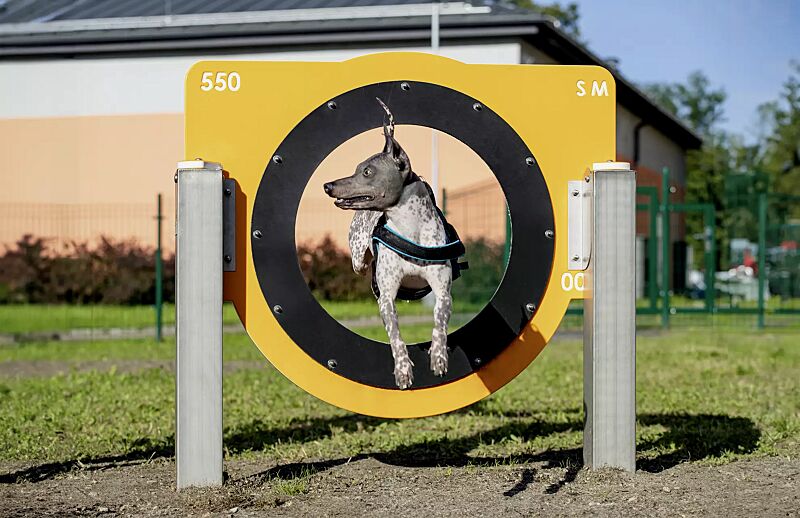 hundesprungring-frikka__shoKAT0072071 Hundesprunghürde FRIKKA, Kunststoffpaneele ähnlich RAL 1023 verkehrsgelb und RAL 9003 signalweiß