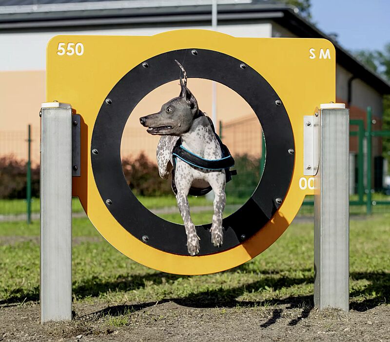 Hundesprunghürde FRIKKA, Kunststoffpaneele ähnlich RAL 1023 verkehrsgelb und RAL 9003 signalweiß