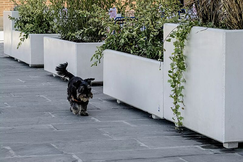 pflanzbehaelter-andromeda__shoKAT0071785 Pflanzbehälter ANDROMEDA, rechteckig und quadratisch, Beton mit transparenter Beschichtung in naturweiß - 18