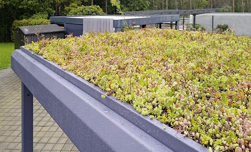 Detail: Dachbegrünung